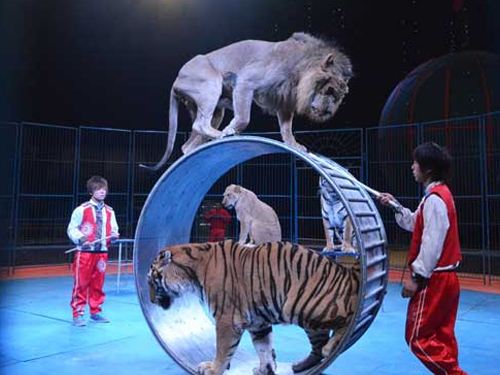 許昌馬戲表演策劃